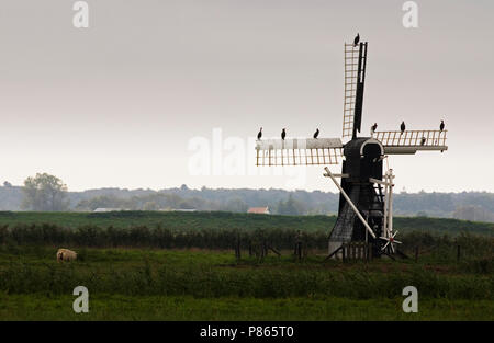 Molentje bij Waal en Burg; Windmühle bei Waal en Burg Stockfoto