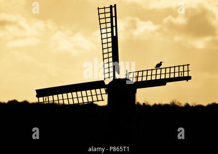 Molentje bij Waal en Burg; Windmühle bei Waal en Burg Stockfoto