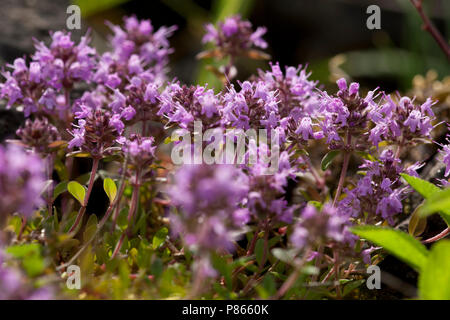 Bloeiende wilde Tijm Germany, blühende Thymian Deutschland Stockfoto