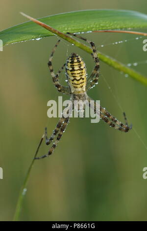 Wespspin op Web, Wasp Spider im Web Stockfoto