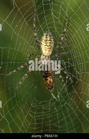 Wespspin op Web, Wasp Spider im Web Stockfoto