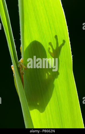 In Boomkikker tegenlicht; häufig Laubfrosch in Hintergrundbeleuchtung; Stockfoto