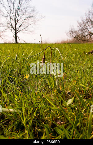 Kievitsbloem in der Vechte de Zwarte Water; die Schlange Kopf Fritillary in der Vechte de Zwarte Water Stockfoto