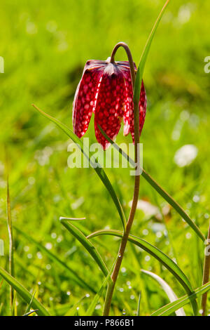 Kievitsbloem in der Vechte de Zwarte Water; die Schlange Kopf Fritillary in der Vechte de Zwarte Water Stockfoto