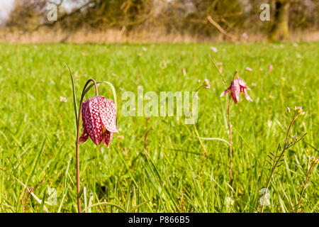 Kievitsbloem in der Vechte de Zwarte Water; die Schlange Kopf Fritillary in der Vechte de Zwarte Water Stockfoto