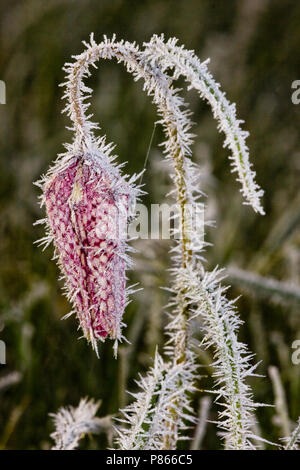 Kievitsbloem in der Vechte de Zwarte Water; die Schlange Kopf Fritillary in der Vechte de Zwarte Water Stockfoto