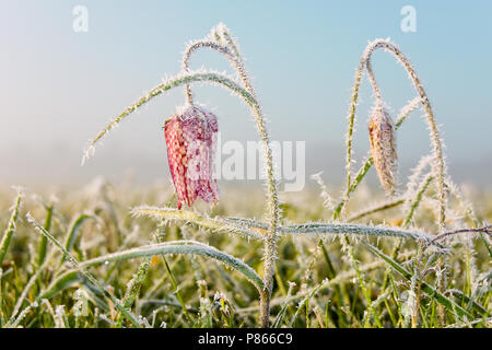 Kievitsbloem in der Vechte de Zwarte Water; die Schlange Kopf Fritillary in der Vechte de Zwarte Water Stockfoto