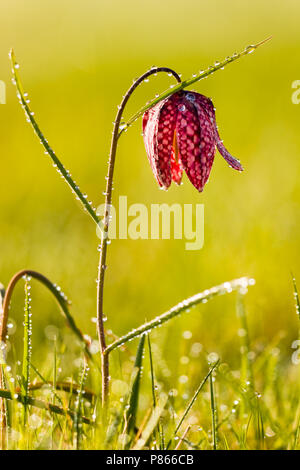 Kievitsbloem in der Vechte de Zwarte Water; die Schlange Kopf Fritillary in der Vechte de Zwarte Water Stockfoto