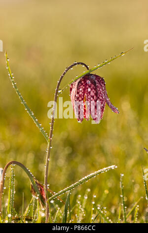 Kievitsbloem in der Vechte de Zwarte Water; die Schlange Kopf Fritillary in der Vechte de Zwarte Water Stockfoto