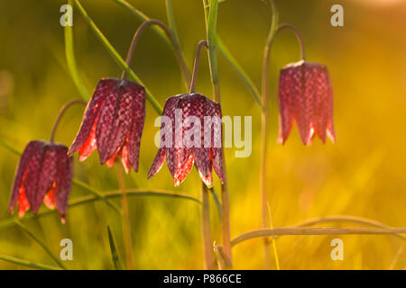 Kievitsbloem in der Vechte de Zwarte Water; die Schlange Kopf Fritillary in der Vechte de Zwarte Water Stockfoto