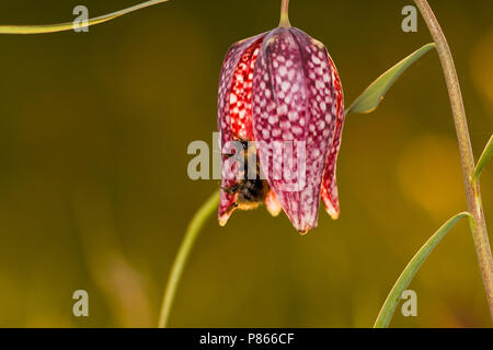 Kievitsbloem in der Vechte de Zwarte Water; die Schlange Kopf Fritillary in der Vechte de Zwarte Water Stockfoto