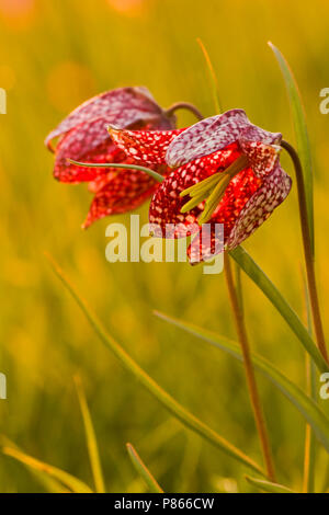 Kievitsbloem in der Vechte de Zwarte Water; die Schlange Kopf Fritillary in der Vechte de Zwarte Water Stockfoto