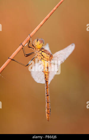 Bedauwd steenrode vrouwtje Heidelibel; Tau female Vagrant darter; Stockfoto