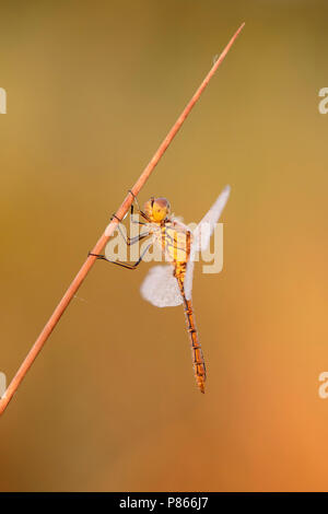 Bedauwd steenrode vrouwtje Heidelibel; Tau female Vagrant darter; Stockfoto