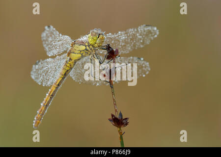 Steenrode heidelibel in dauw druppels; Vagrant darter mit Tau Tropfen; Stockfoto