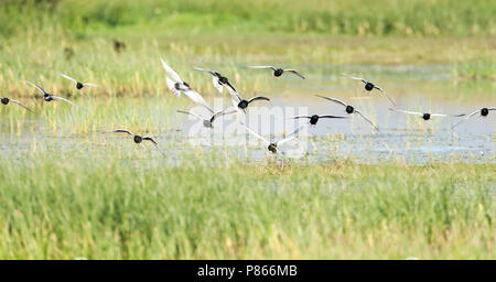 Groep Witvleugelsterns met enkele Witwangsterns; Herde von White-winged Tern mit ein paar Whiskered Seeschwalben Stockfoto