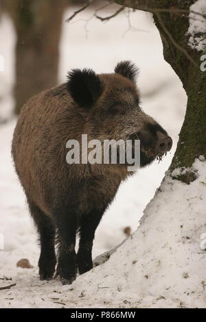 Wild Zwijn in de Winter; Wildschwein im Winter Stockfoto