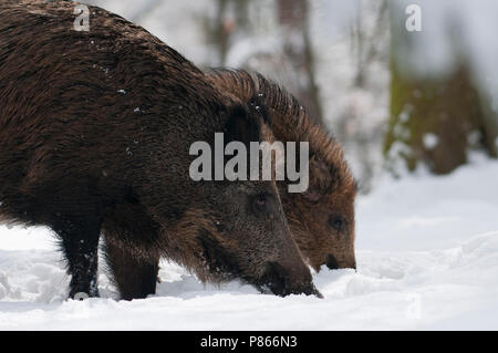 Wild Zwijn in de Winter; Wildschwein im Winter Stockfoto