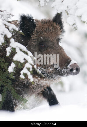 Wild Zwijn in de Winter; Wildschwein im Winter Stockfoto