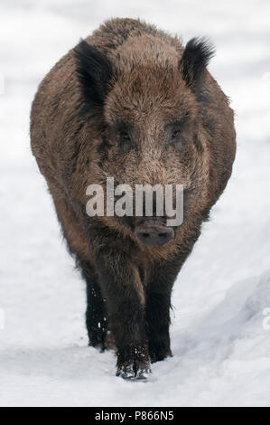 Wild Zwijn in de Winter; Wildschwein im Winter Stockfoto