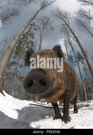 Wild Zwijn in de Winter; Wildschwein im Winter Stockfoto