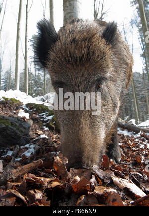 Wild Zwijn in de Winter; Wildschwein im Winter Stockfoto