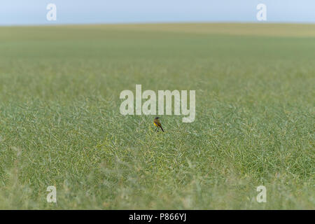 Schwarze Leitung Bachstelze auf Feld Stockfoto