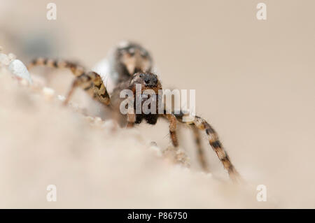 Wolfspin met eipakket; Wolf Spider mit Ei pakket Stockfoto