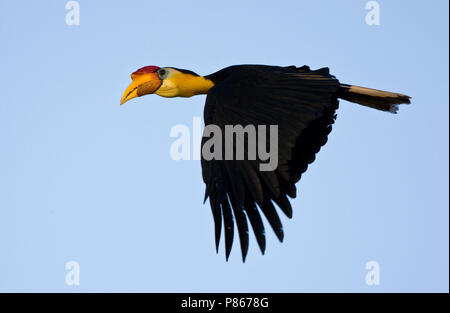 Maleise jaarvogel Vliegend; zerknittert Hornbill fliegen Stockfoto