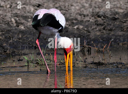 Natur lieferbar Bild Stockfoto