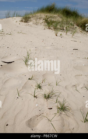 In Zandzegge zandverstuiving; Sand Schilf in den sandigen Dünen Stockfoto