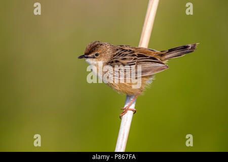 Nach westlichen Zitting Cisticola sitzen auf ein Rohr in Daimiel, Castilla-La Mancha, Spanien. 19. Mai 2018. Stockfoto