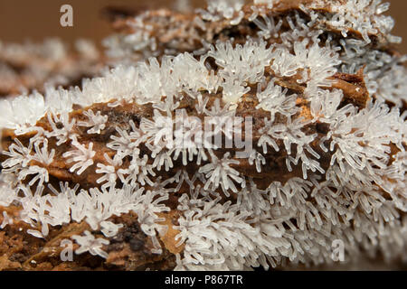 Gewoon ijsvingertje; Coral Schleimpilze; Stockfoto