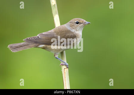 Tuinfluiter; Garten Warbler; Sylvia Borin Stockfoto