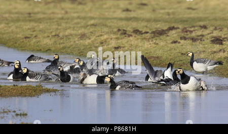 Herde der Nonnengänse (Branta leucopsis) bading in Kanal durch niederländische Wiese in Oude Land van Strijen, Holland Stockfoto