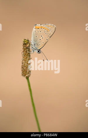 Rode vuurvlinder; Purple-edged Copper; Stockfoto