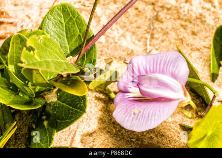 Angespornt butterfly Pea (Centrosema virginianum) auf den Dünen von Praia Grande. Sao Francisco do Sul, Santa Catarina, Brasilien. Stockfoto