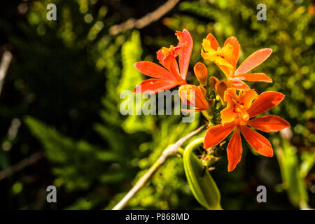 Orchidee (Epidendrum radicans) auf den Dünen von Praia Grande. Sao Francisco do Sul, Santa Catarina, Brasilien. Stockfoto