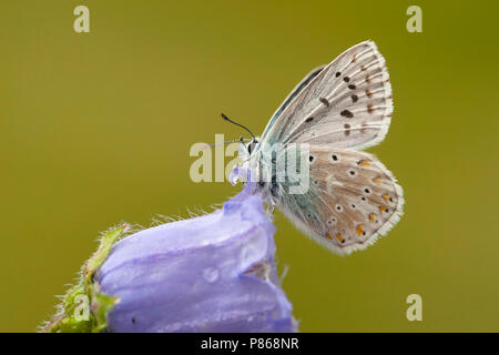 Blauwtje Bleek/Chalk - Hill Blau (Polyommatus coridon) Stockfoto