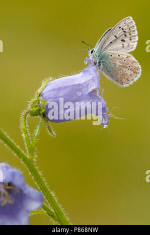 Blauwtje Bleek/Chalk - Hill Blau (Polyommatus coridon) Stockfoto