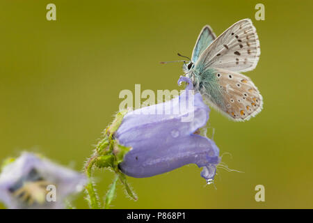 Blauwtje Bleek/Chalk - Hill Blau (Polyommatus coridon) Stockfoto