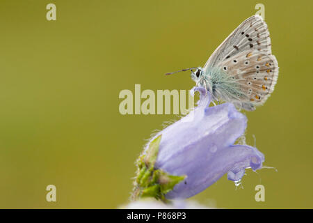 Blauwtje Bleek/Chalk - Hill Blau (Polyommatus coridon) Stockfoto