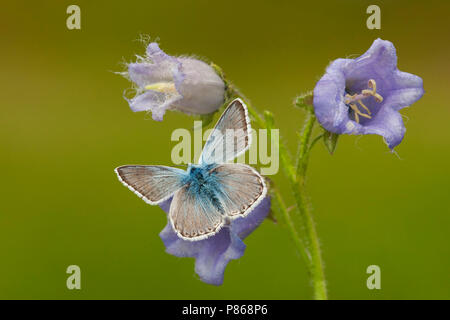 Blauwtje Bleek/Chalk - Hill Blau (Polyommatus coridon) Stockfoto