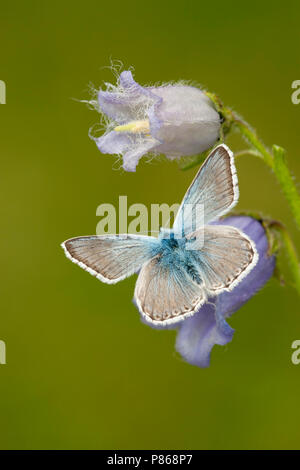 Blauwtje Bleek/Chalk - Hill Blau (Polyommatus coridon) Stockfoto