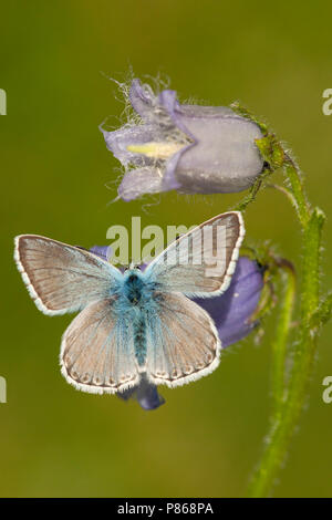 Blauwtje Bleek/Chalk - Hill Blau (Polyommatus coridon) Stockfoto