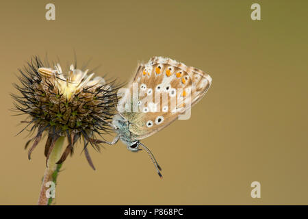 Blauwtje Bleek/Chalk - Hill Blau (Polyommatus coridon) Stockfoto