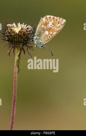 Blauwtje Bleek/Chalk - Hill Blau (Polyommatus coridon) Stockfoto