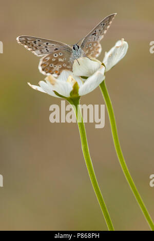 Blauwtje Bleek/Chalk - Hill Blau (Polyommatus coridon) Stockfoto