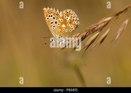 Blauwtje Bleek/Chalk - Hill Blau (Polyommatus coridon) Stockfoto