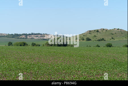 Frühjahr die landwirtschaftliche Landschaft, Georgios Tovtry Nationalpark, Podolien anbrachte Region der Ukraine Stockfoto